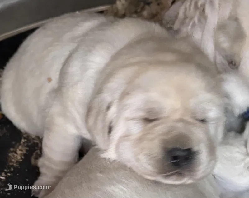 AKC Lab – Labrador Retriever puppy for sale in Taylorsville, NC