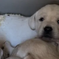 AKC Lab, a female Labrador Retriever for sale in Taylorsville, NC – Photo 1 of 2