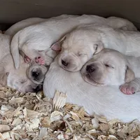 AKC Lab, a male Labrador Retriever for sale in Taylorsville, NC – Photo 2 of 2
