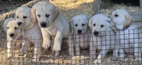 AKC LAB , a female Labrador Retriever for sale in Taylorsville, NC – 2 of 2