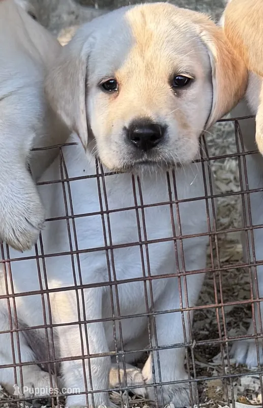 AKC LAB – Labrador Retriever puppy for sale in Taylorsville, NC