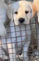 AKC LAB, a female Labrador Retriever for sale in Taylorsville, NC – 1 of 2