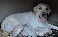 processed/6141c372-681b-4833-8b44-af9e72e747f4/listing/c42851a7-6811-4315-b42e-ab3f94109e85/1a9a7e9b-02b6-4bb7-8ac8-820aaa713e19