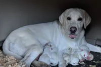 processed/6141c372-681b-4833-8b44-af9e72e747f4/listing/c42851a7-6811-4315-b42e-ab3f94109e85/f1ef681d-992c-450e-8dc1-874ee0e3e7ce