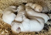 AKC LAB, a female Labrador Retriever for sale in Taylorsville, NC – 2 of 2
