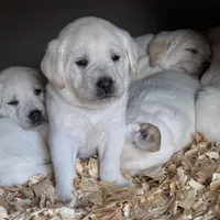 AKC Lab, a female Labrador Retriever for sale in Taylorsville, NC – Photo 2 of 2
