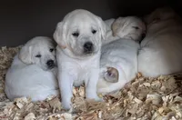 AKC Lab, a female Labrador Retriever for sale in Taylorsville, NC – Photo 2 of 2