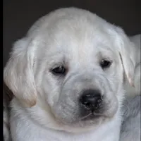 AKC Lab, a female Labrador Retriever for sale in Taylorsville, NC – Photo 1 of 2