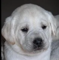 AKC Lab, a female Labrador Retriever for sale in Taylorsville, NC – Photo 1 of 2