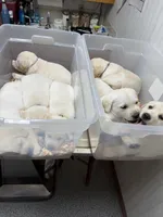 AKC Lab, a female Labrador Retriever for sale in Taylorsville, NC – Photo 2 of 2