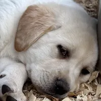 AKC Lab, a female Labrador Retriever for sale in Taylorsville, NC – Photo 1 of 2