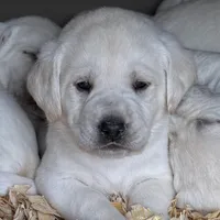 AKC Lab, a female Labrador Retriever for sale in Taylorsville, NC – Photo 1 of 2