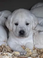 AKC Lab, a female Labrador Retriever for sale in Taylorsville, NC – Photo 1 of 2