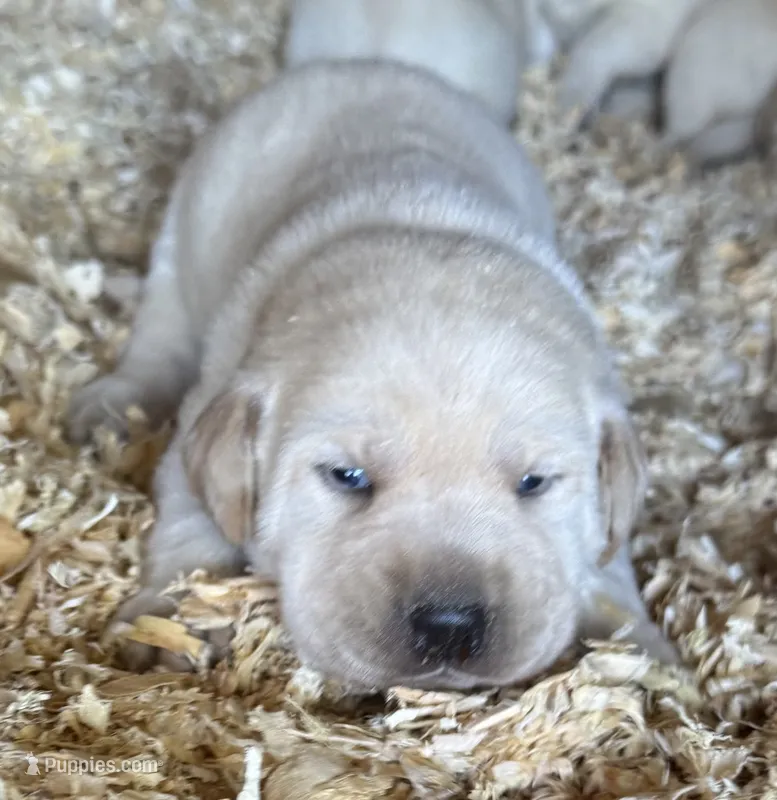 AKC LAB – Labrador Retriever puppy for sale in Taylorsville, NC