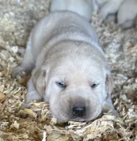 AKC LAB, a female Labrador Retriever for sale in Taylorsville, NC – 1 of 2