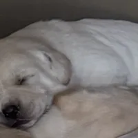 AKC Lab, a female Labrador Retriever for sale in Taylorsville, NC – Photo 1 of 2