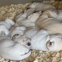 AKC Lab, a female Labrador Retriever for sale in Taylorsville, NC – Photo 2 of 2