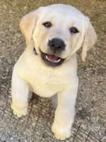 AKC Lab, a female Labrador Retriever for sale in Taylorsville, NC – Photo 1 of 2