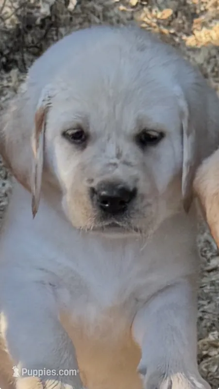 AKC LAB , a female Labrador Retriever for sale in Taylorsville, NC – 1 of 2