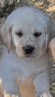 AKC LAB , a female Labrador Retriever for sale in Taylorsville, NC – 1 of 2