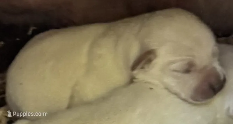 AKC LAB – Labrador Retriever puppy for sale in Taylorsville, NC