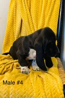 Male 4, a male Basset Hound for sale in Clarkesville, GA – Photo 3 of 3