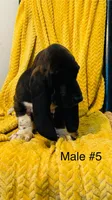 Male 5, a male Basset Hound for sale in Clarkesville, GA – Photo 3 of 3