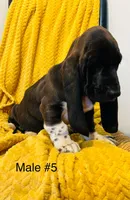 Male 5, a male Basset Hound for sale in Clarkesville, GA – Photo 2 of 3