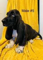 Male 5, a male Basset Hound for sale in Clarkesville, GA – Photo 1 of 3