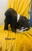 Male 2, a male Basset Hound for sale in Clarkesville, GA – Photo 3 of 3