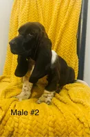 Male 2, a male Basset Hound for sale in Clarkesville, GA – Photo 2 of 3