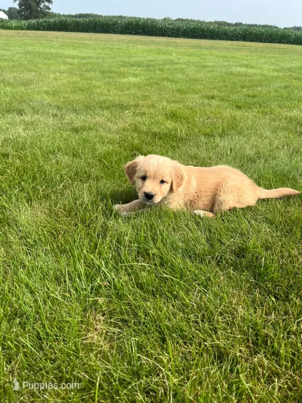 Remi – Golden Retriever puppy for sale in Mediapolis, IA