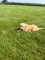 Remi, a female Golden Retriever for sale in Mediapolis, IA – 1 of 3