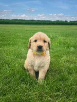 Remi, a female Golden Retriever for sale in Mediapolis, IA – 2 of 3