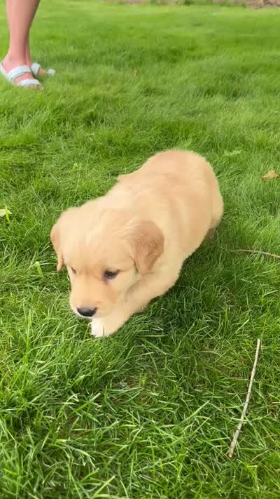 Remi, a female Golden Retriever for sale in Mediapolis, IA – 3 of 3