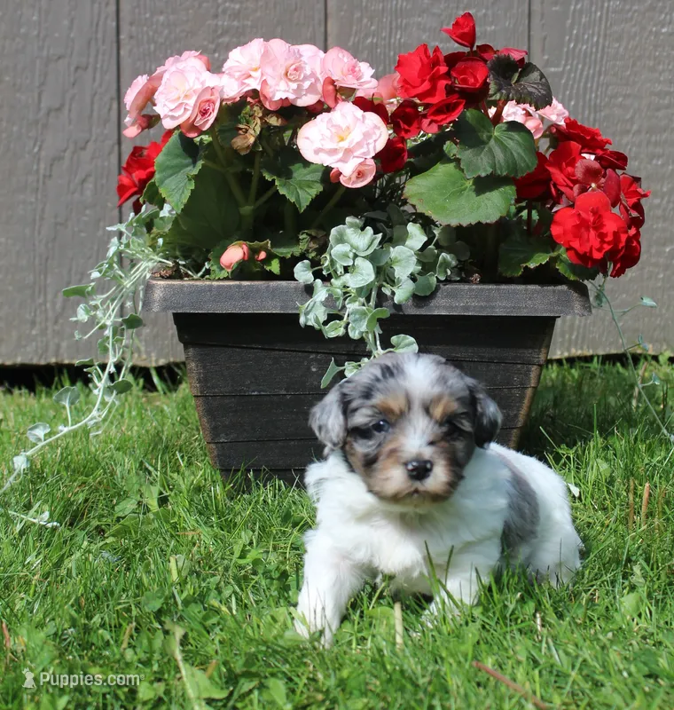 Daisy – Shihpoo puppy for sale in Cherry Valley, NY