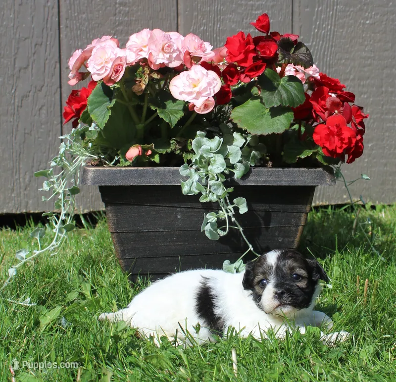 Finn – Shihpoo puppy for sale in Cherry Valley, NY
