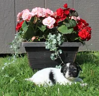 Finn, a male Shihpoo for sale in Cherry Valley, NY – 1 of 1