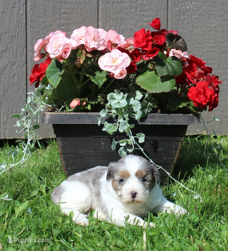Ace – Shihpoo puppy for sale in Cherry Valley, NY