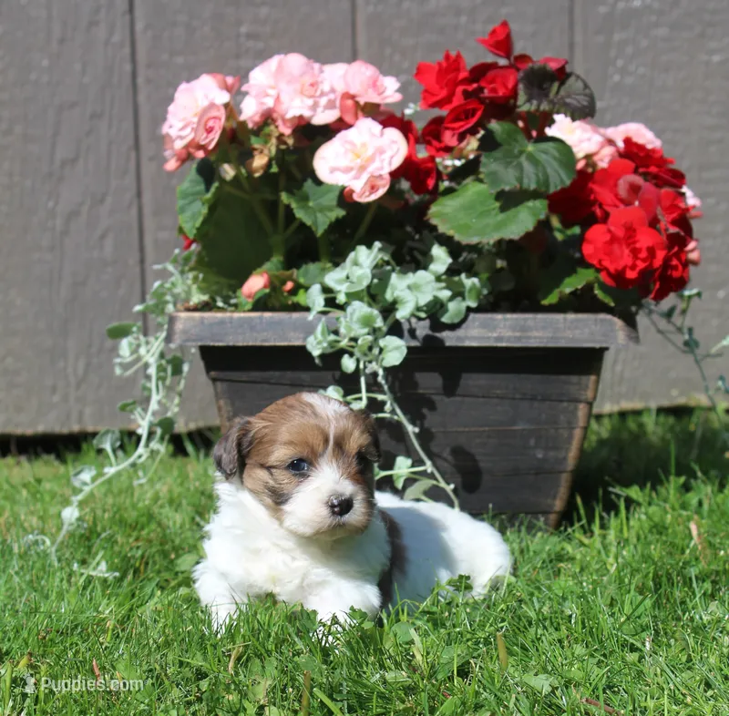 Rusty – Shihpoo puppy for sale in Cherry Valley, NY