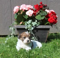 Rusty, a male Shihpoo for sale in Cherry Valley, NY – 1 of 1