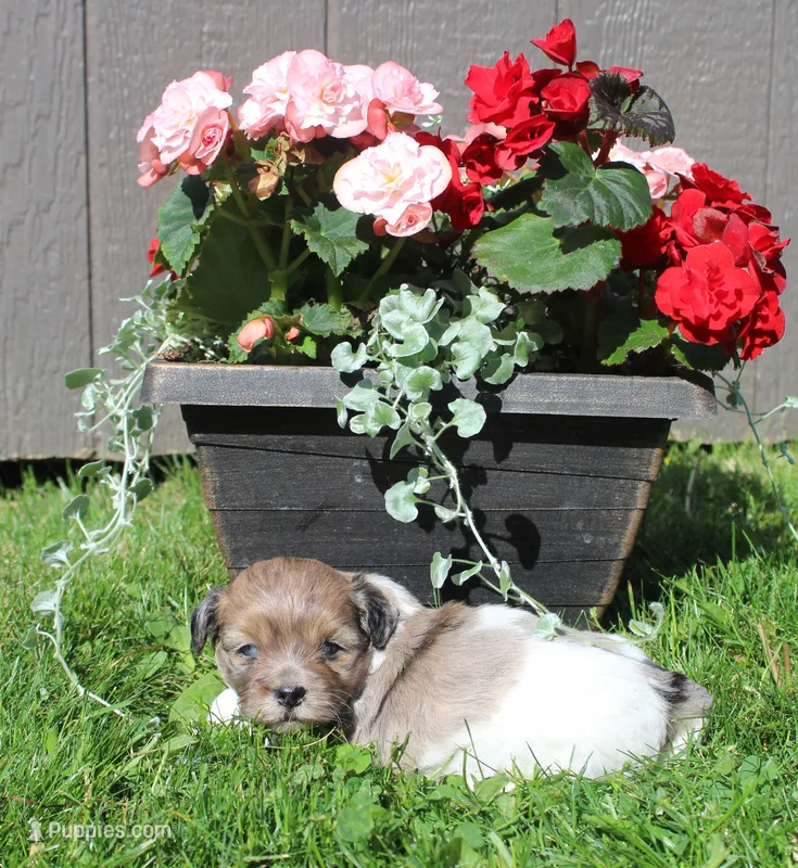 Chip – Shihpoo puppy for sale in Cherry Valley, NY