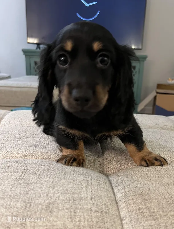 Bear – Miniature Dachshund puppy for sale in Lexington, KY