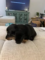 Bear, a male Miniature Dachshund for sale in Lexington, KY – 3 of 4