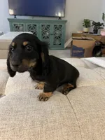 Bear, a male Miniature Dachshund for sale in Lexington, KY – 4 of 4