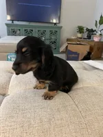 Bear, a male Miniature Dachshund for sale in Lexington, KY – 2 of 4