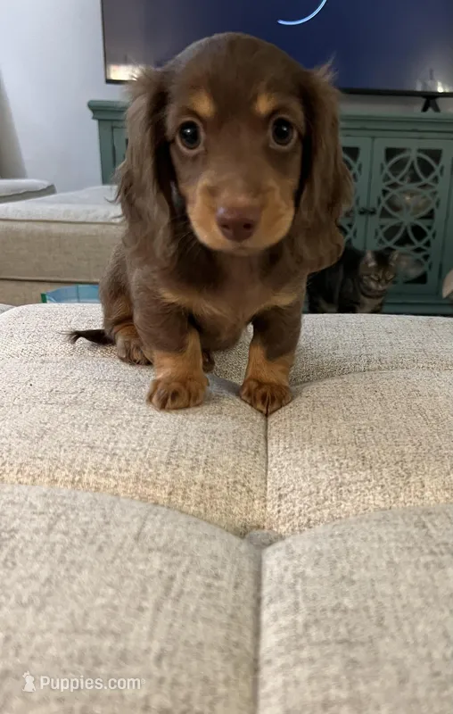 Ginger – Miniature Dachshund puppy for sale in Lexington, KY