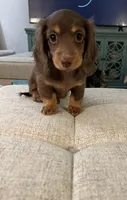 Ginger, a female Miniature Dachshund for sale in Lexington, KY – 1 of 2