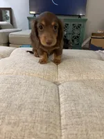 Ginger, a female Miniature Dachshund for sale in Lexington, KY – 2 of 2