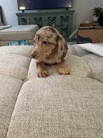 Cinnamon Roll, a male Miniature Dachshund for sale in Lexington, KY – 4 of 4